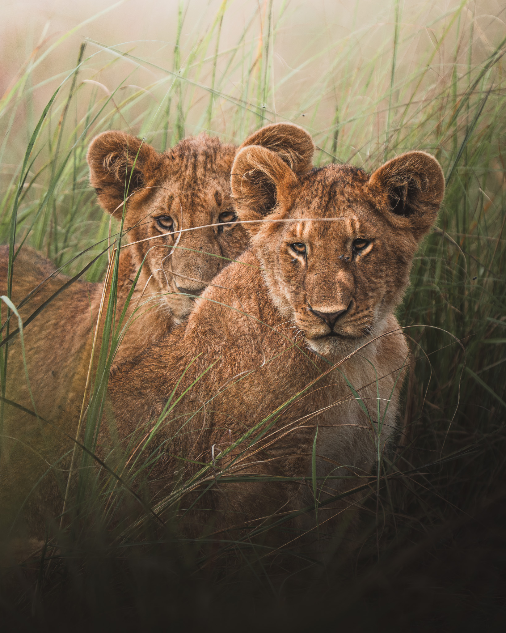 Zebra herd spread across open plains under a vast sky