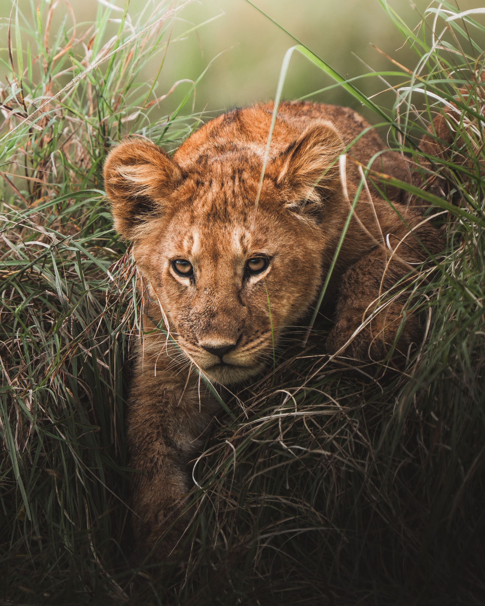 Cape buffalo staring directly into the camera with intense dark eyes
