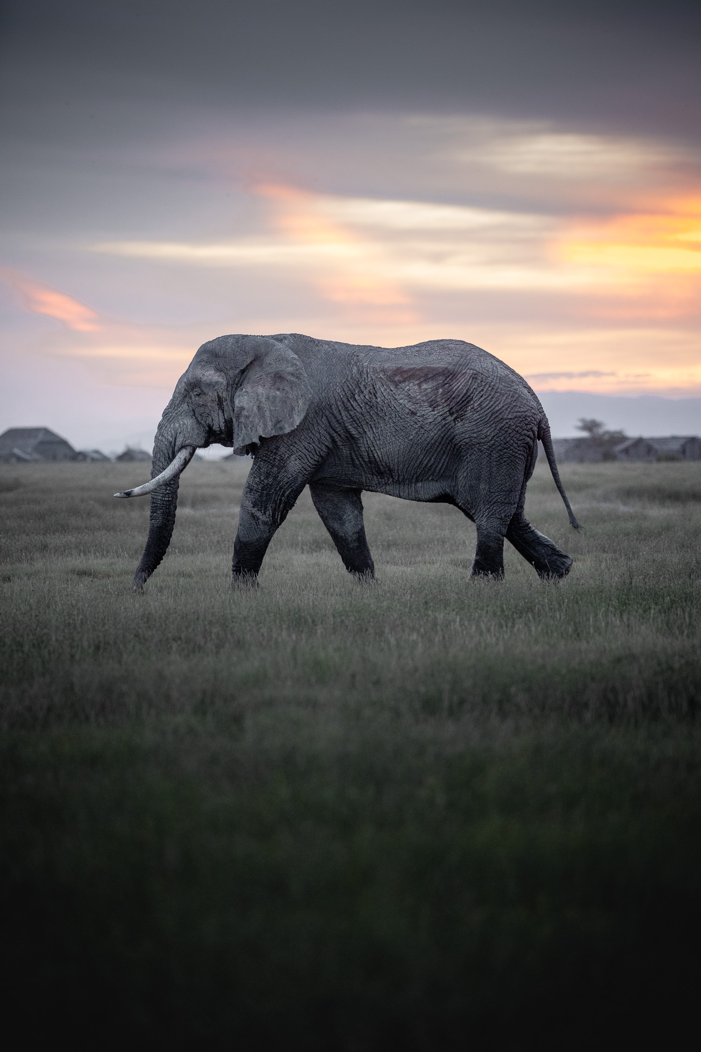 Giraffe silhouetted against soft pink light at dawn