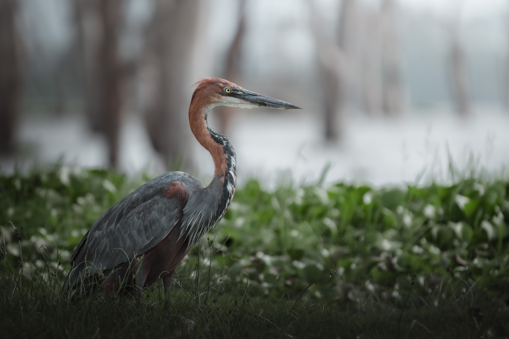 Male lion with dark mane gazing across the Masai Mara at dawn in Kenya