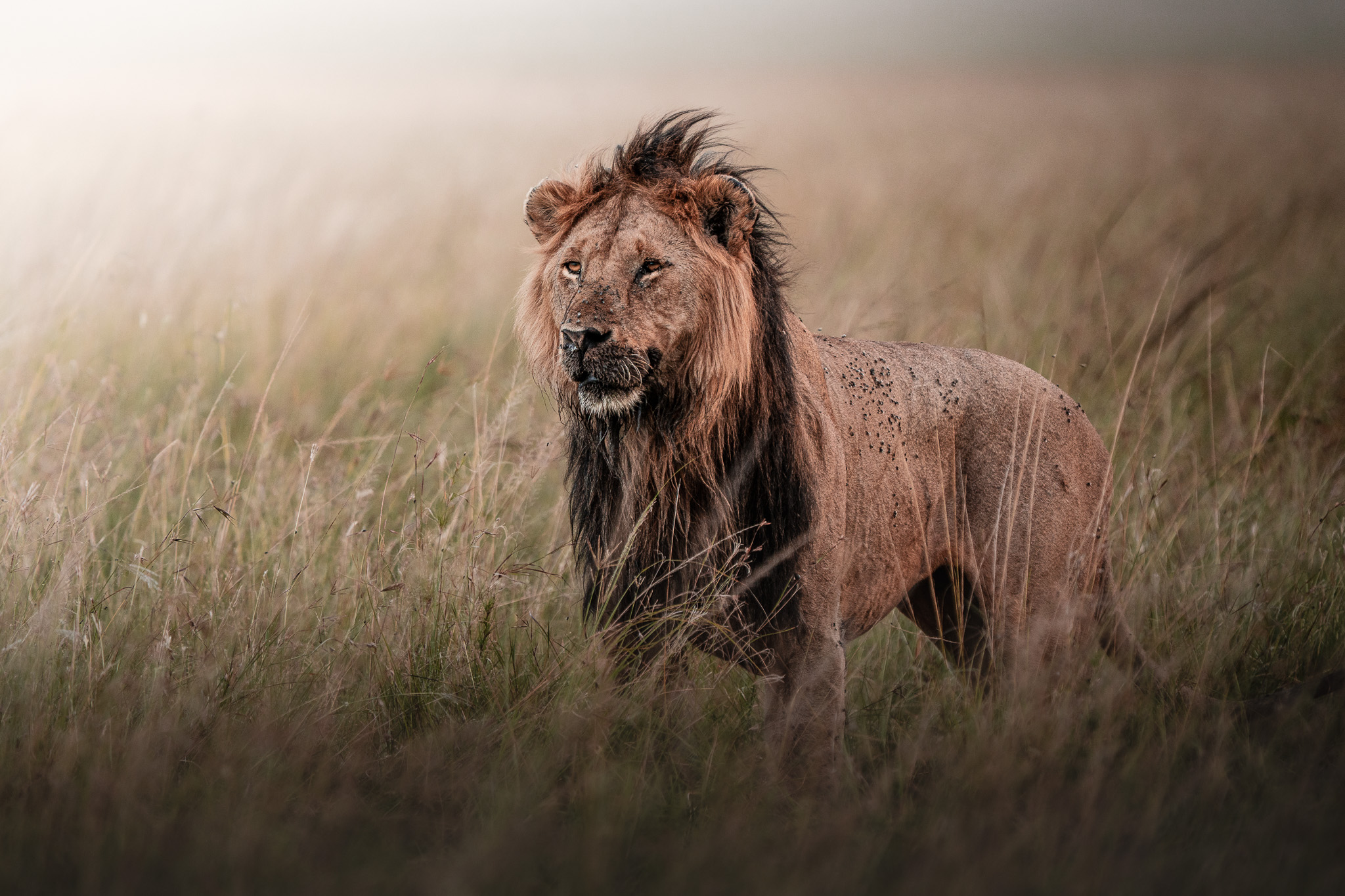 Wildebeest migration stretching to the horizon across vast plains