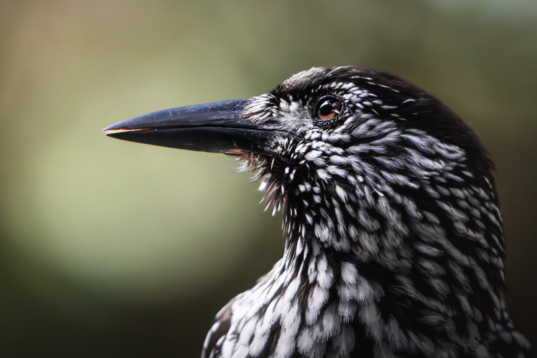 Chamois standing at the edge of a cliff overlooking a vast alpine valley
