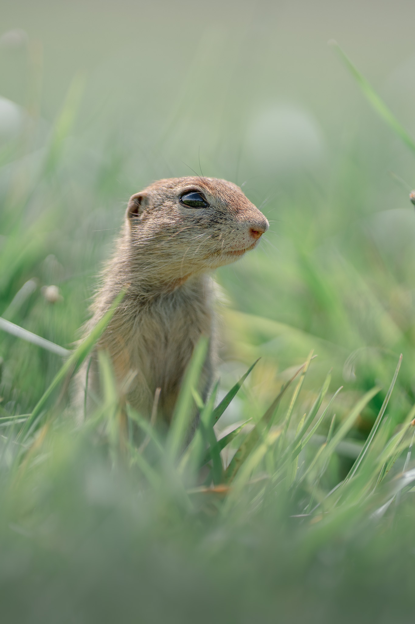 Golden eagle launching from a rocky perch into the alpine wind
