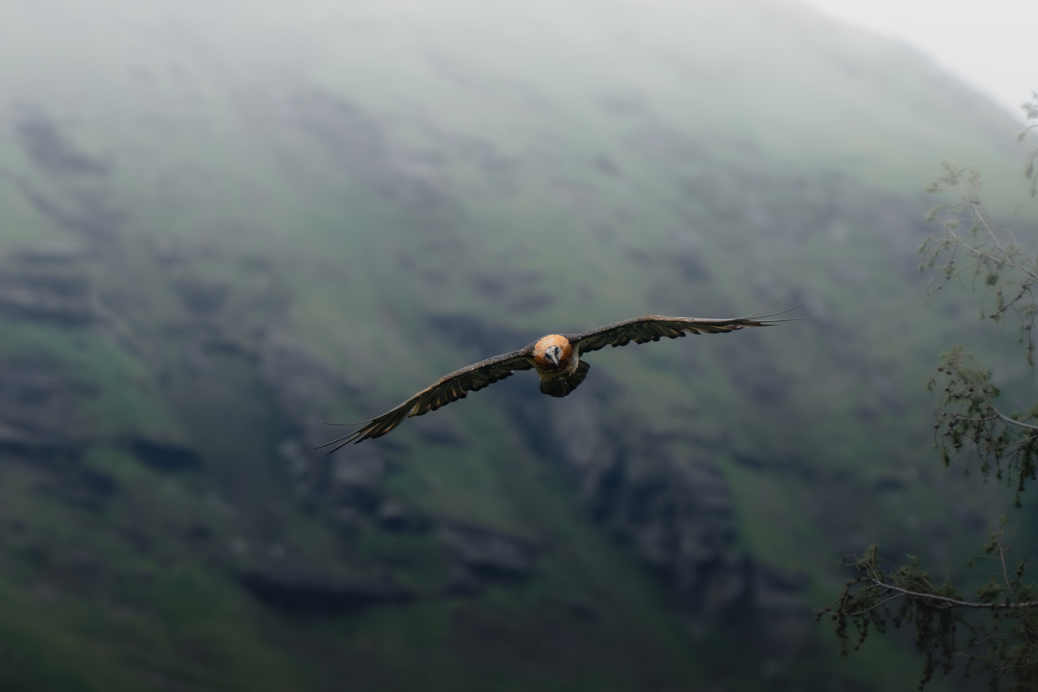 Red deer herd in a sun-dappled forest clearing surrounded by ancient spruce
