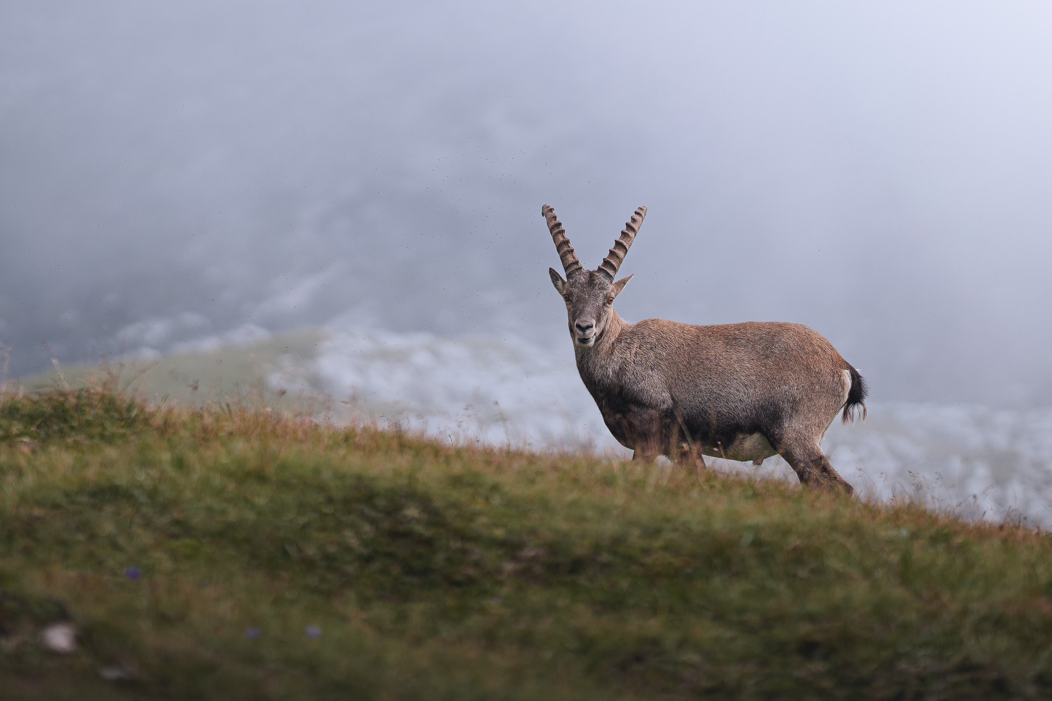 Chamois in winter coat on a windswept mountain slope at high altitude