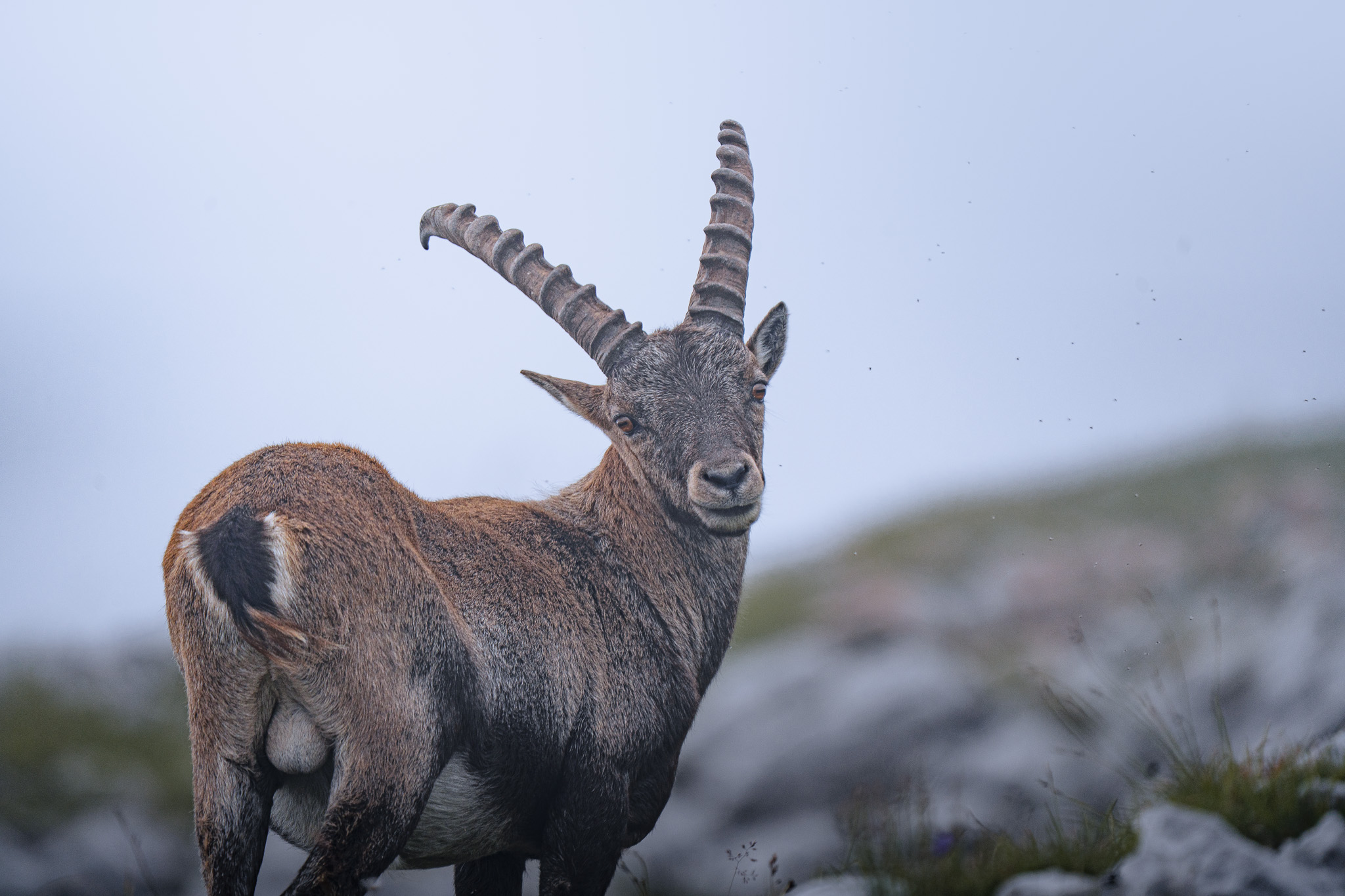 Panoramic alpine scene with wildlife moving across a wide glacier valley at dawn