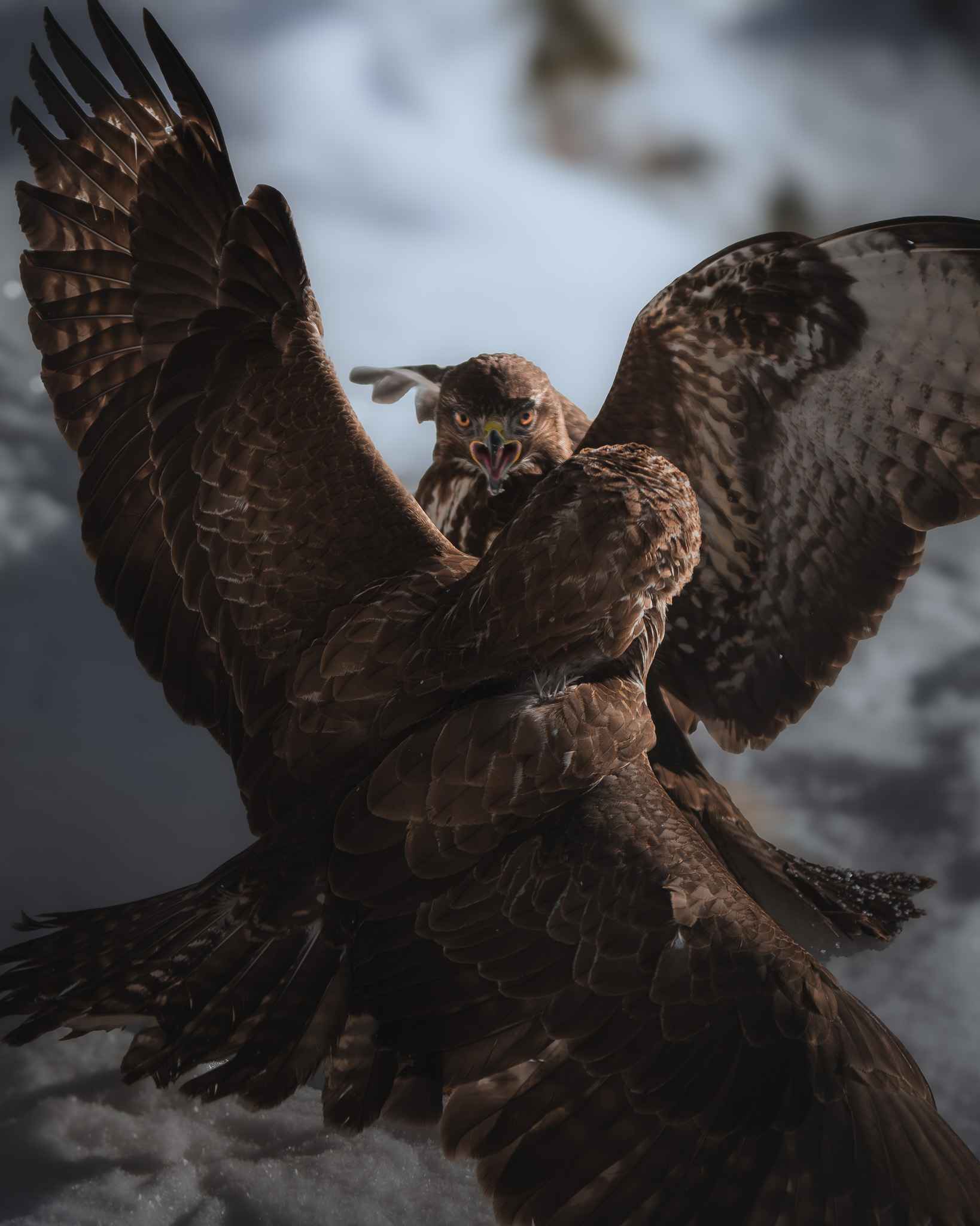 Alpine ibex silhouetted against a dramatic mountain sky