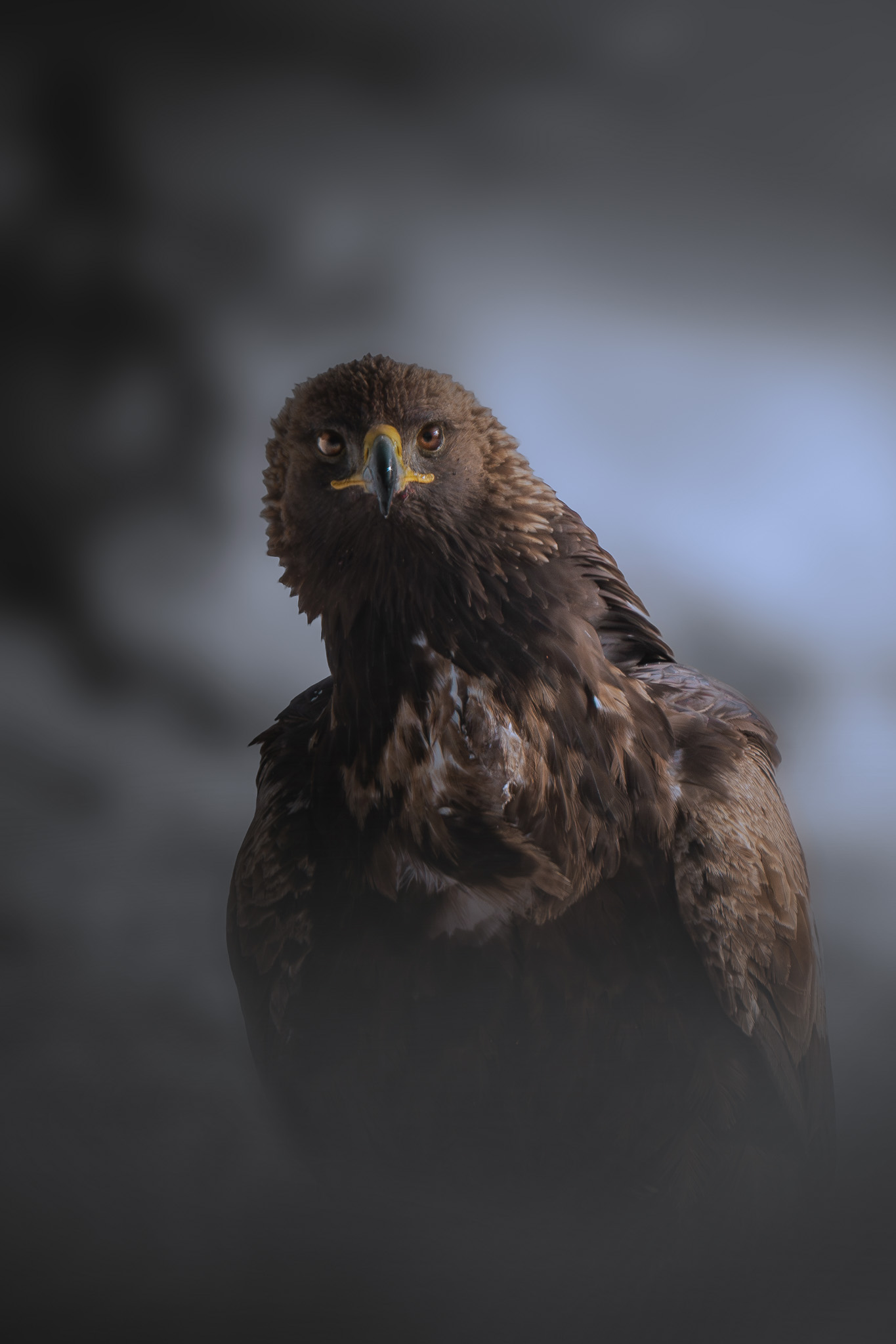 Marmot surveying its territory from a granite outcrop at high elevation