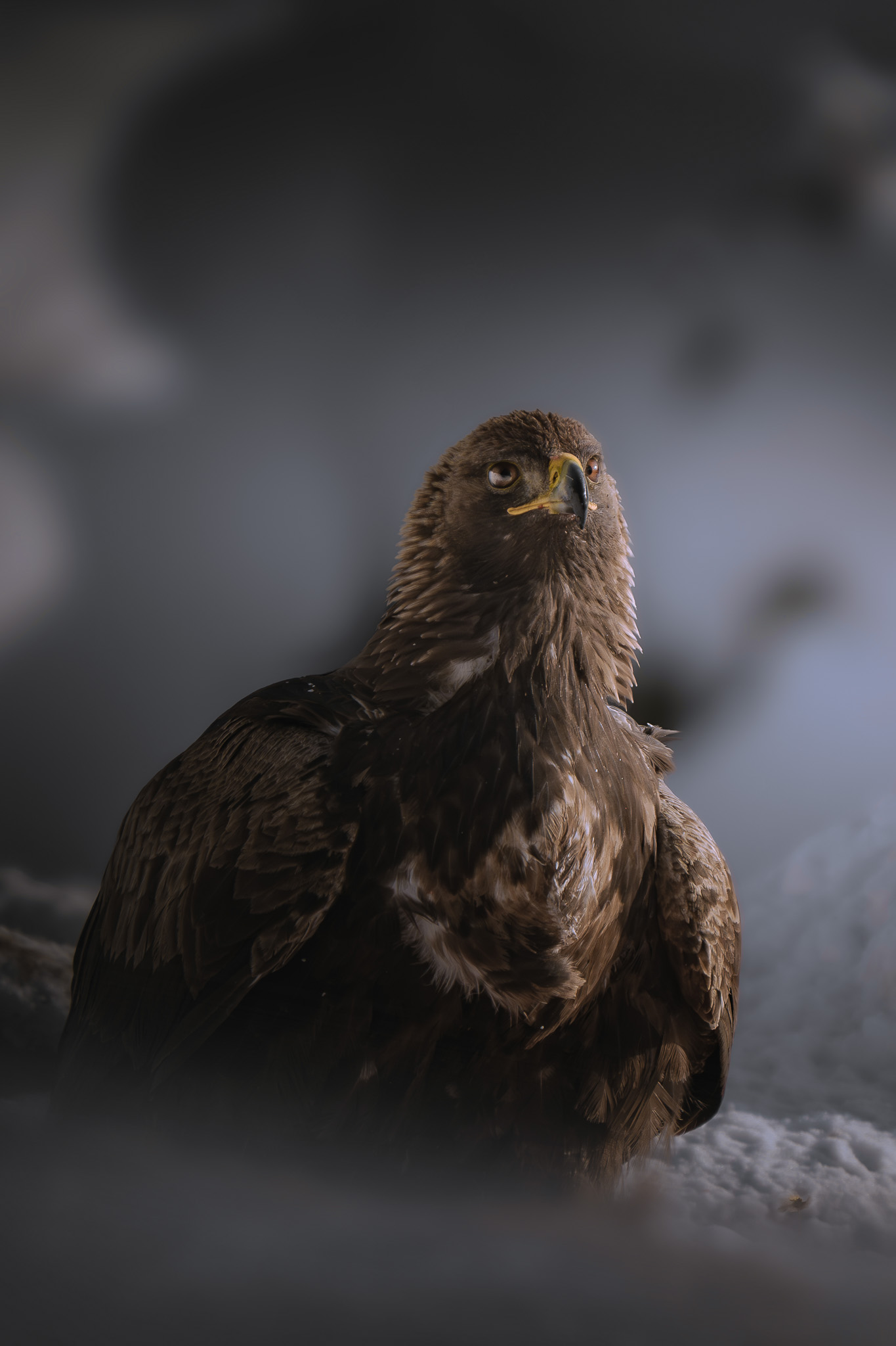 Chamois standing on a rocky ridge in the Austrian Alps at dawn