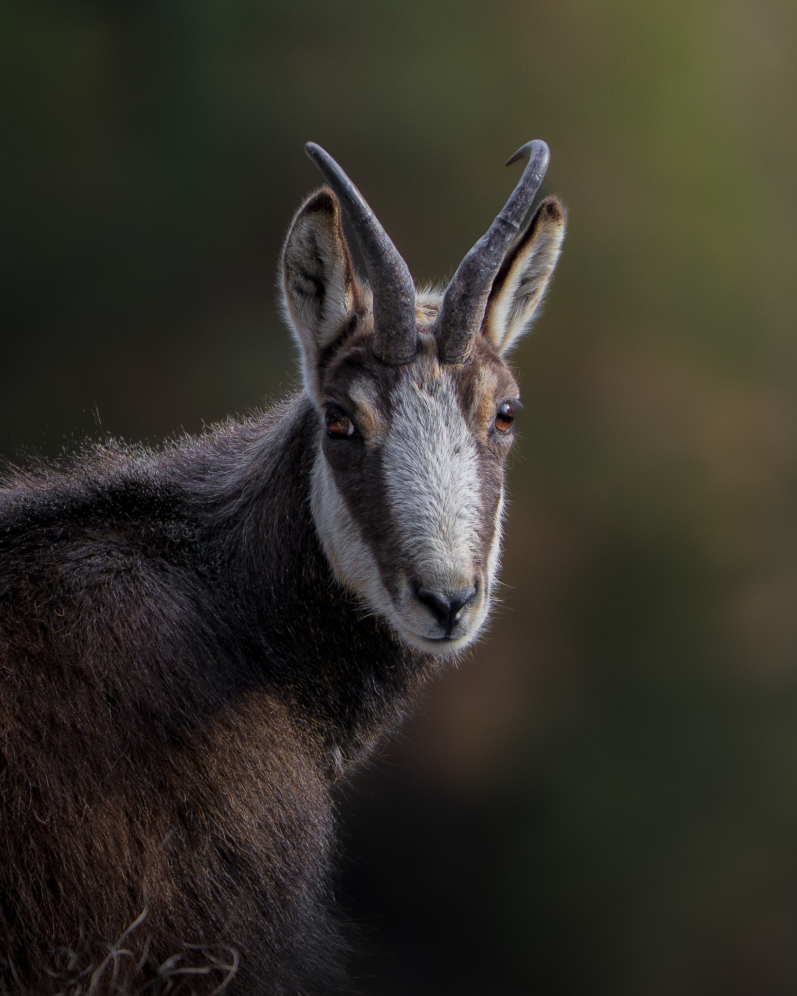 Red deer herd moving through a frost-covered valley at sunrise