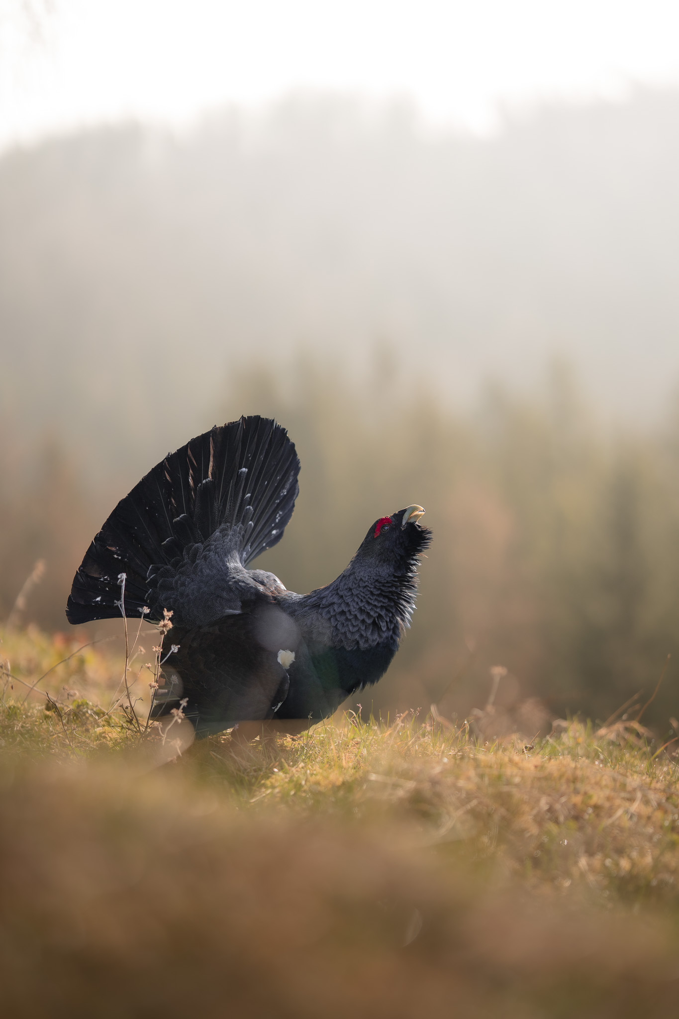 Alpine bird perched on a lichen-covered branch in dense mountain forest