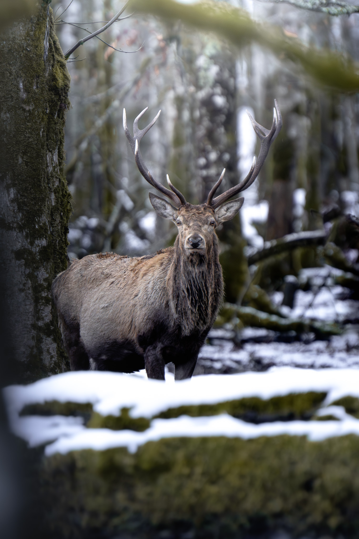 Fox moving stealthily through snow-dusted alpine undergrowth