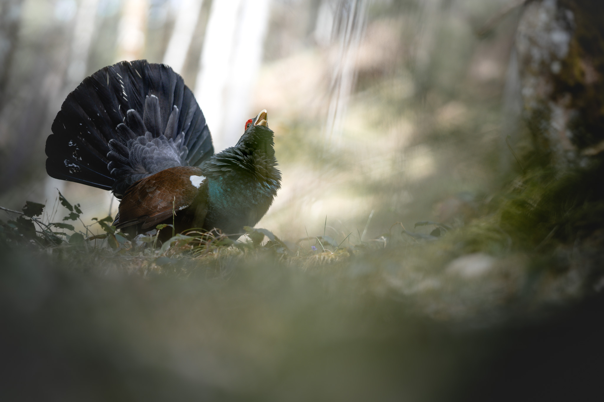 Alpine landscape in the Hohe Tauern