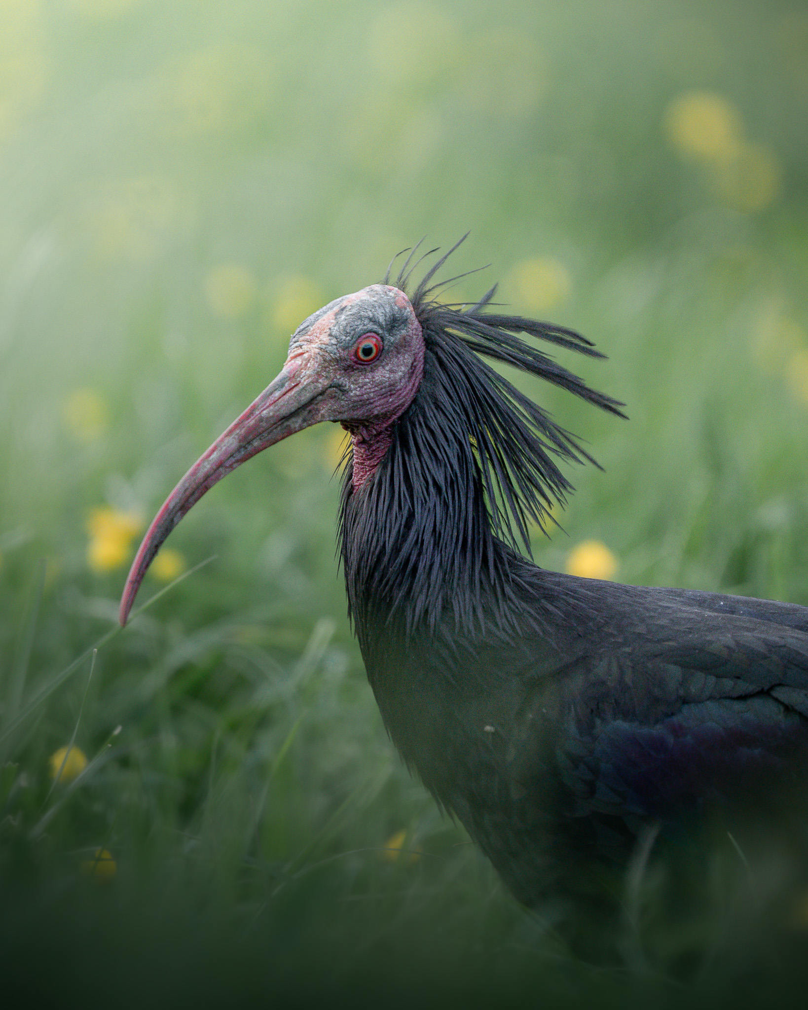 Chamois herd traversing a snow-covered ridge in winter conditions