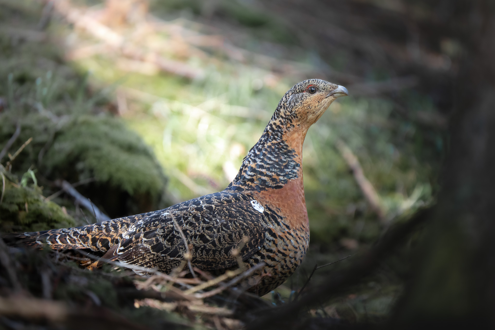 Mountain hare in transitional coat blending with late-spring snow patches