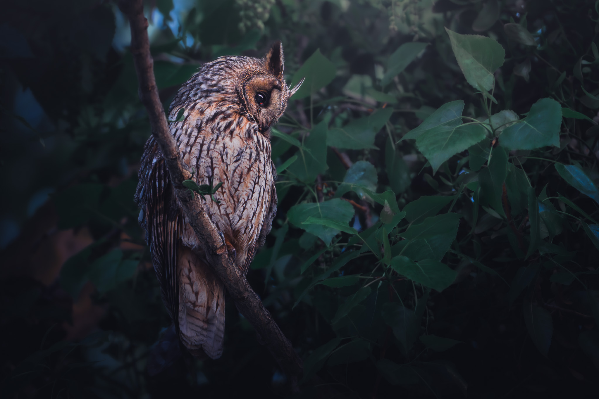 Chamois kid leaping between rocks on a steep alpine slope