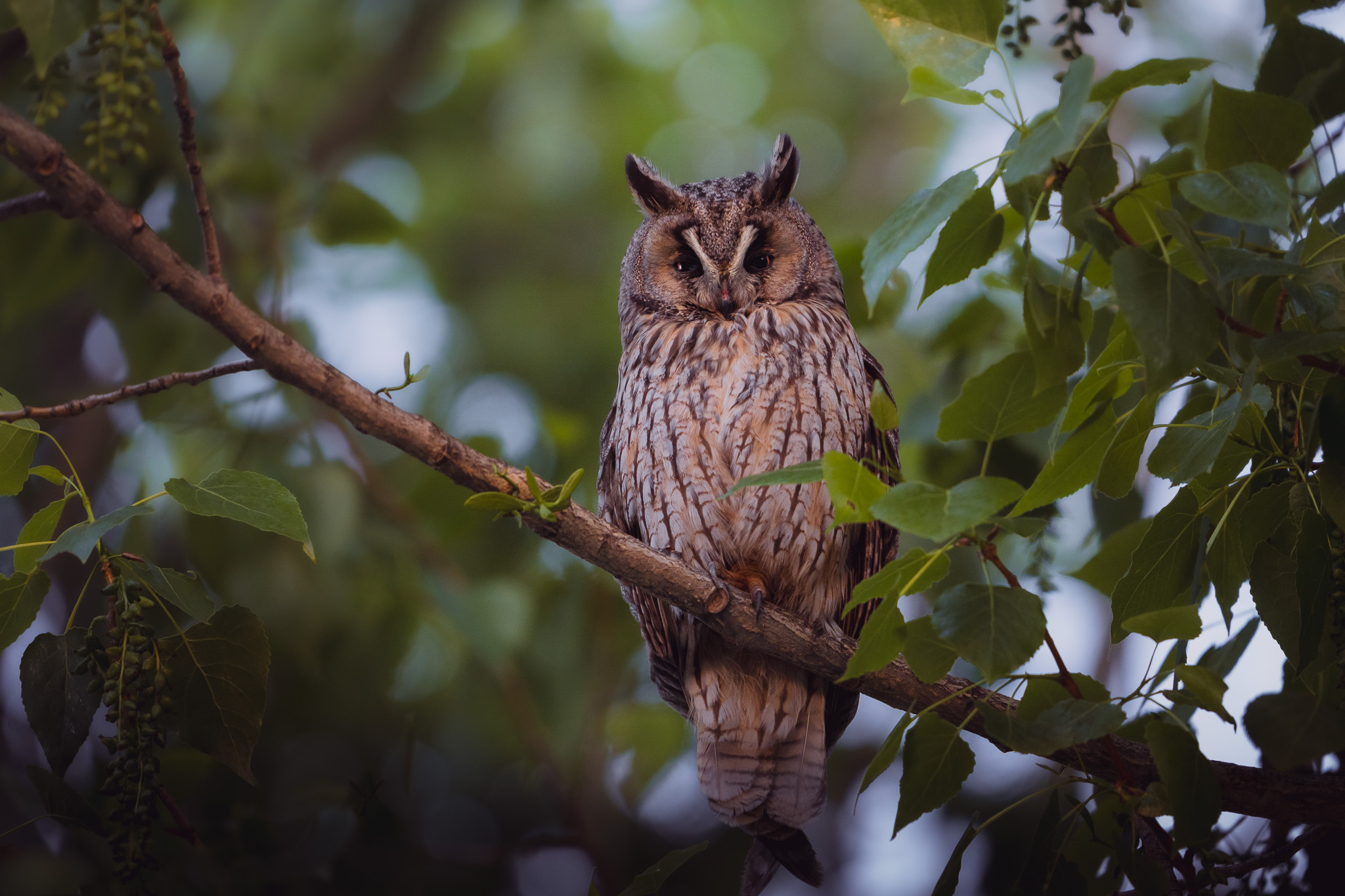 Majestic red deer stag bellowing during the autumn rut in mountain forest