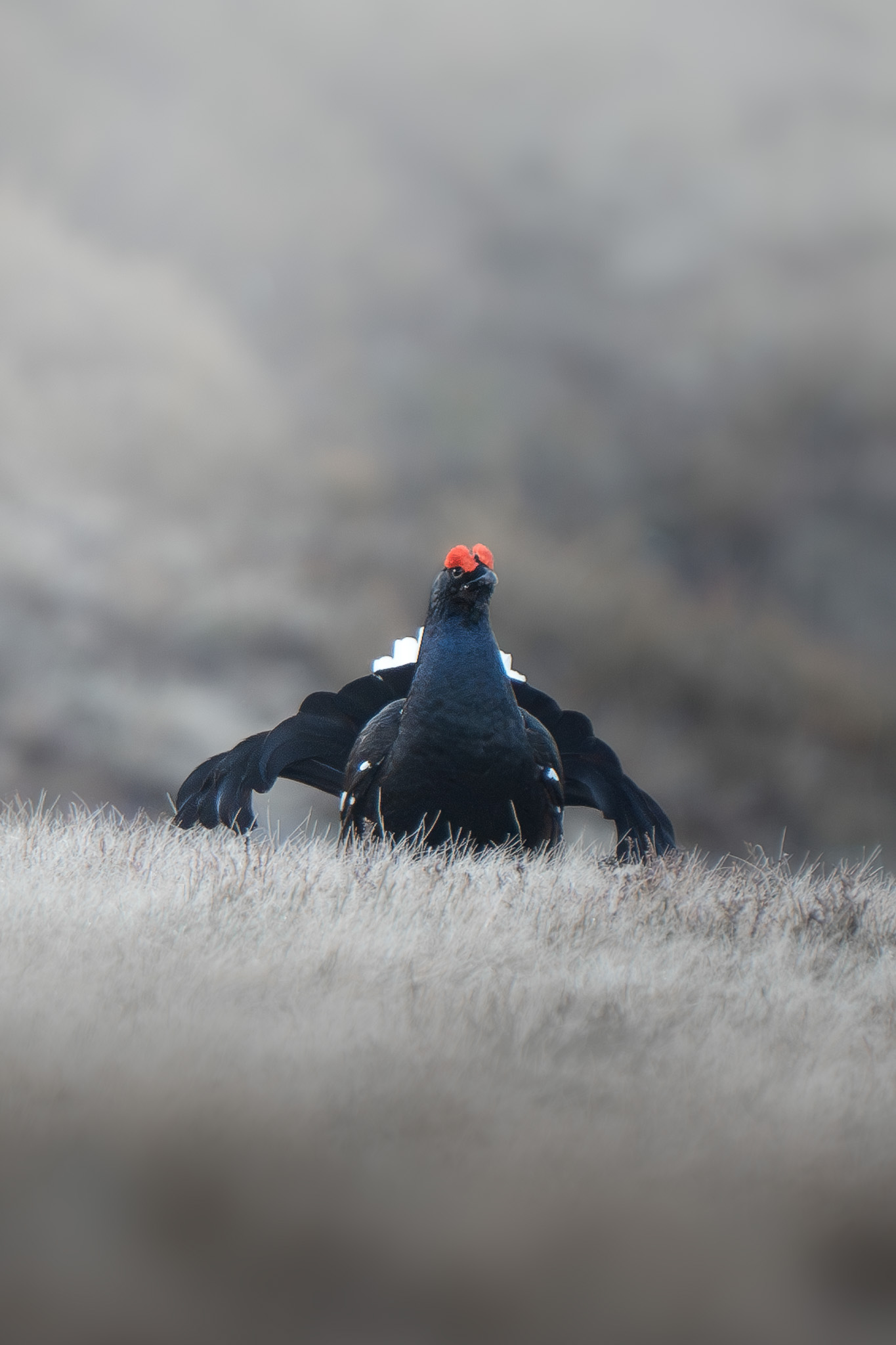 Close-up of a chamois face with expressive eyes in soft mountain light