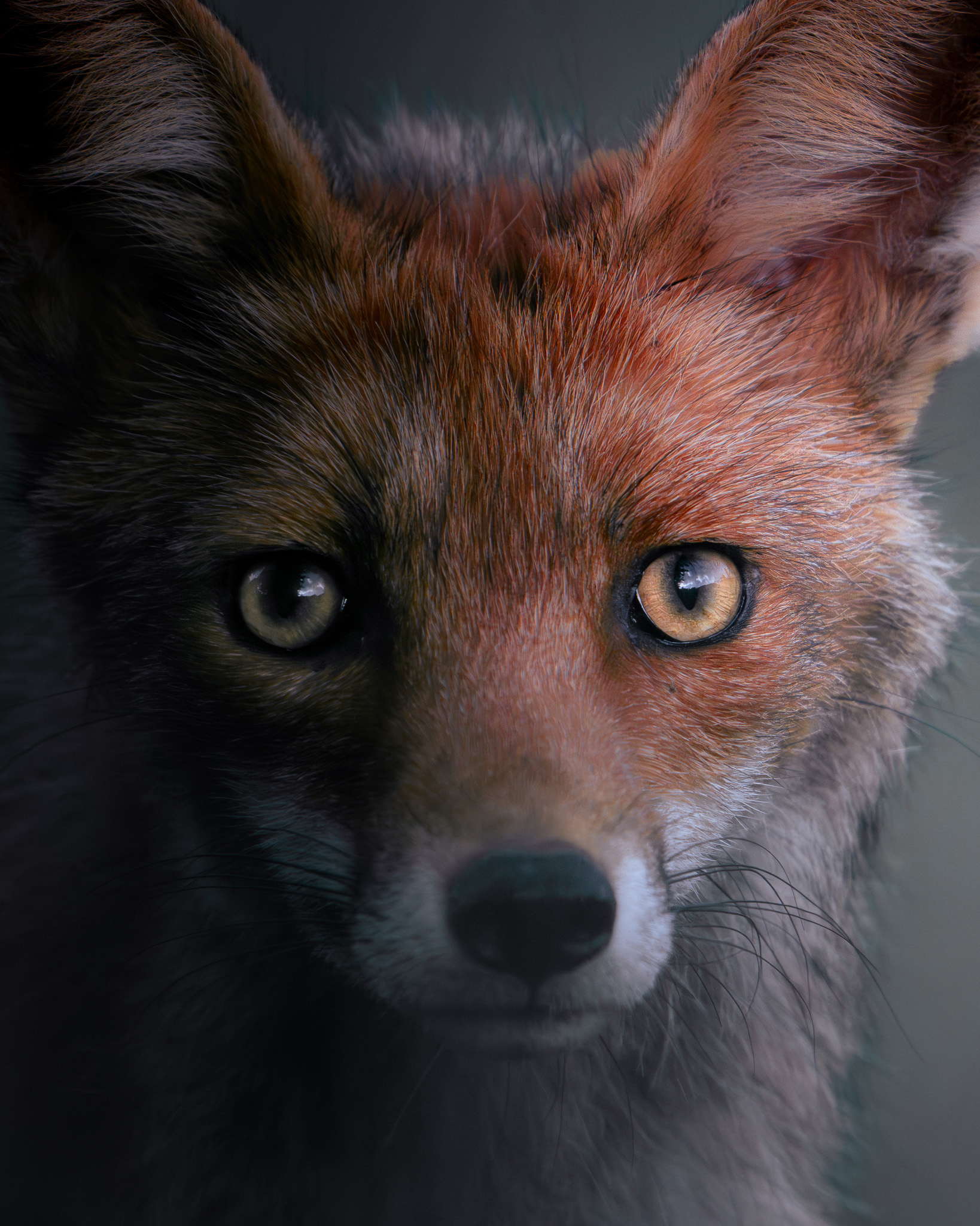 Alpine wildlife in dramatic backlight on a high mountain ridgeline