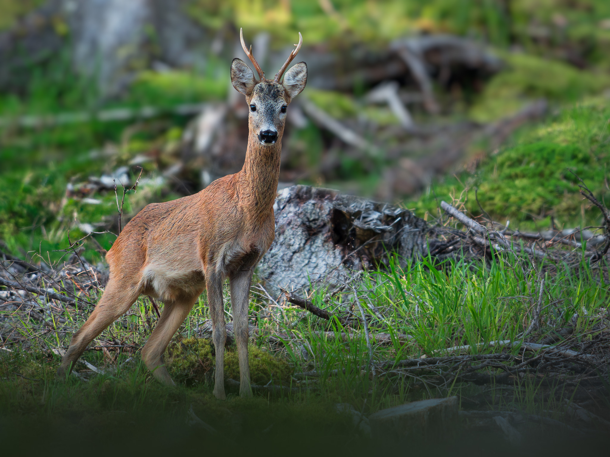 Red deer doe and fawn in a serene forest clearing at dusk