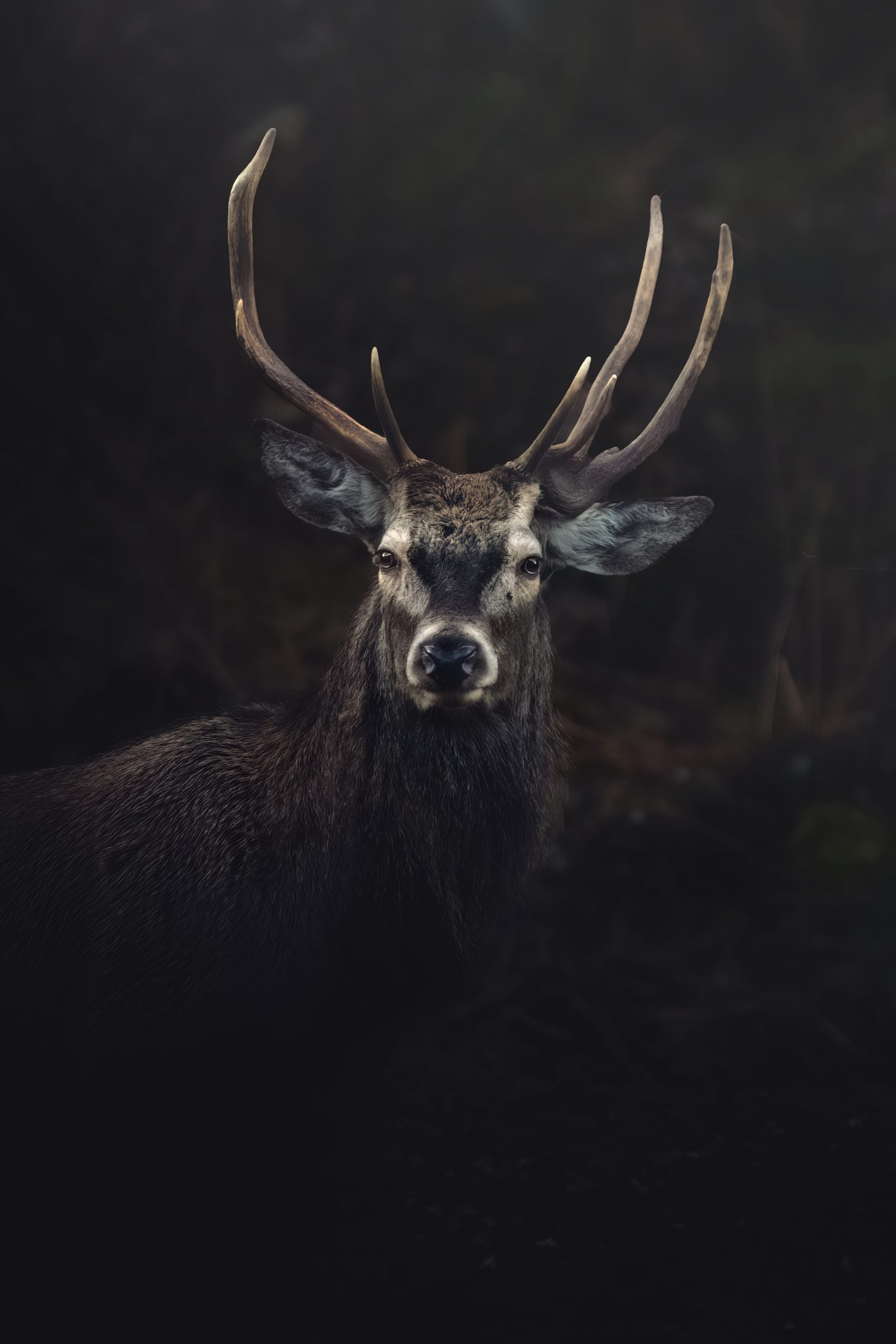 Wildlife in dramatic light — the decisive moment captured in the field