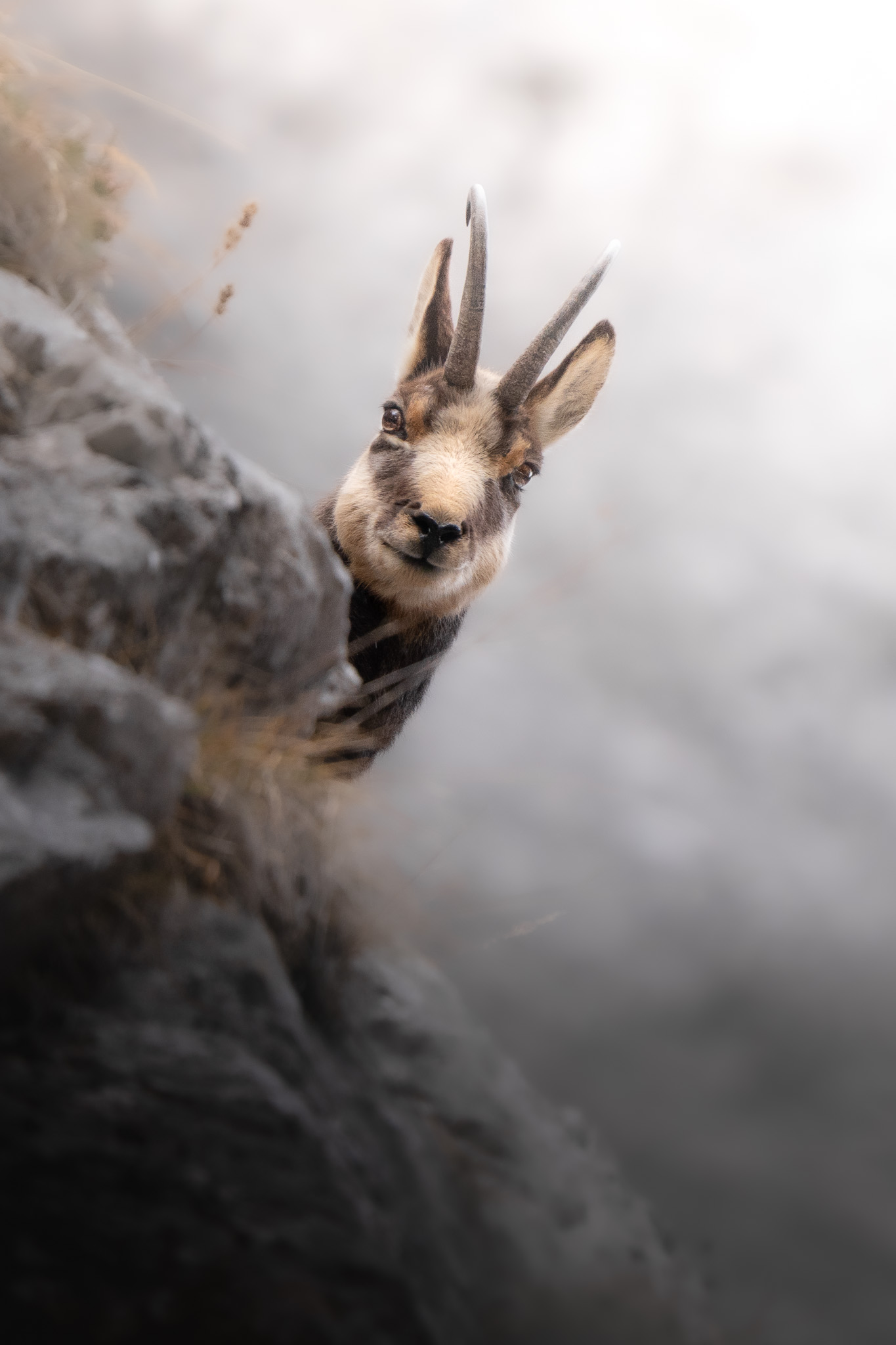 Wildlife encounter captured with patience and natural light