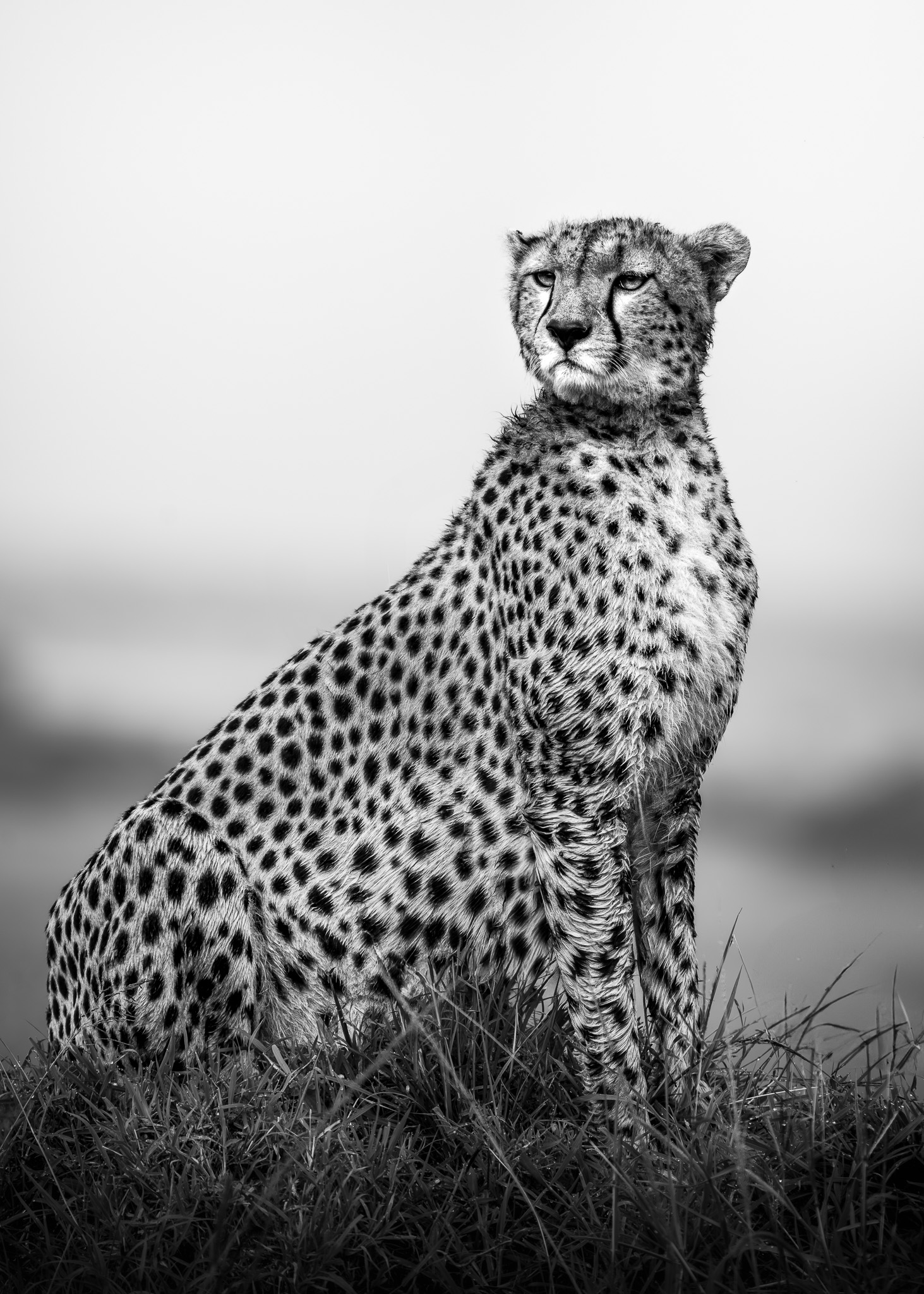 Wildlife at golden hour — warm backlight illuminating dust and movement
