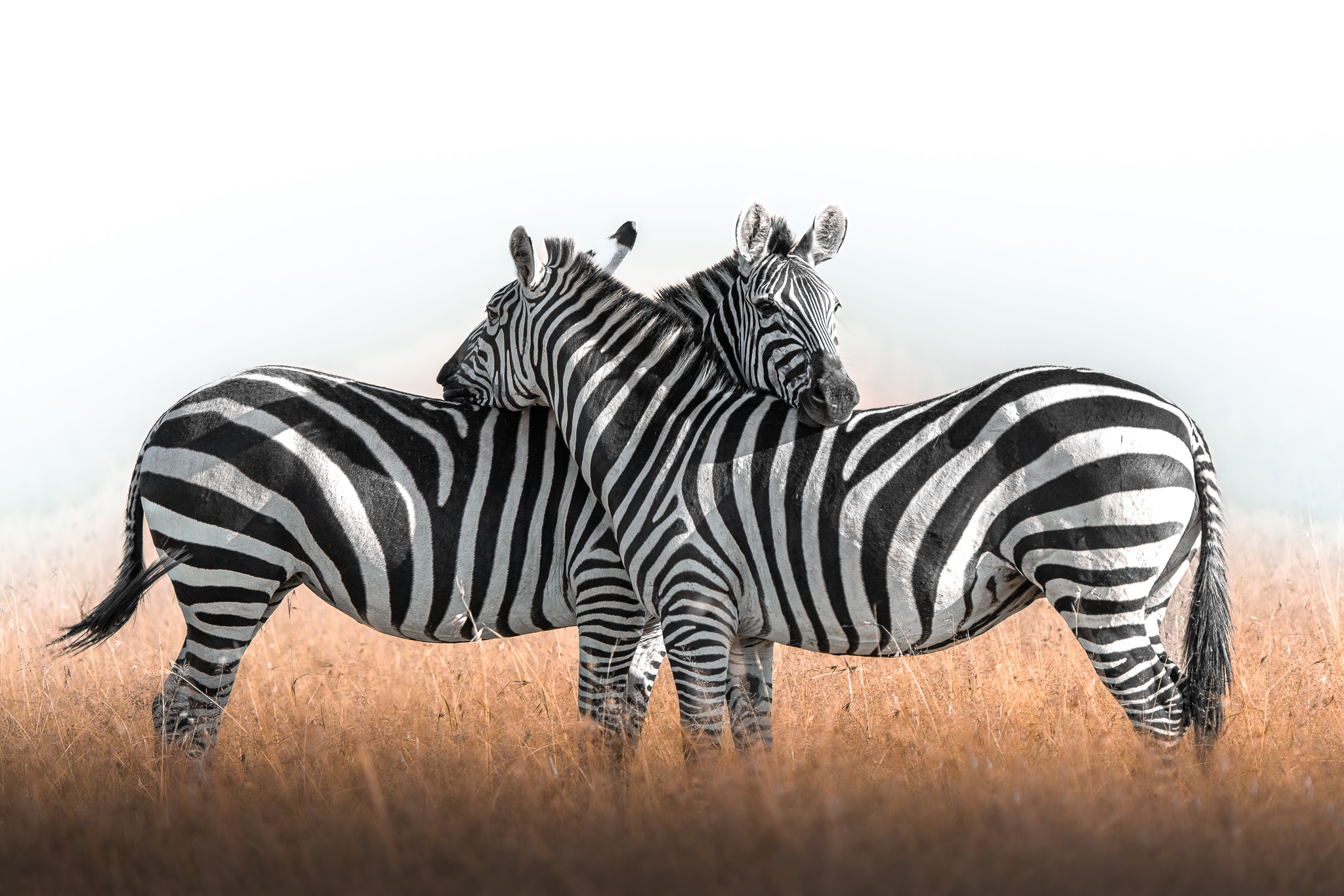 Wildlife on the move — documenting natural behaviour and migration