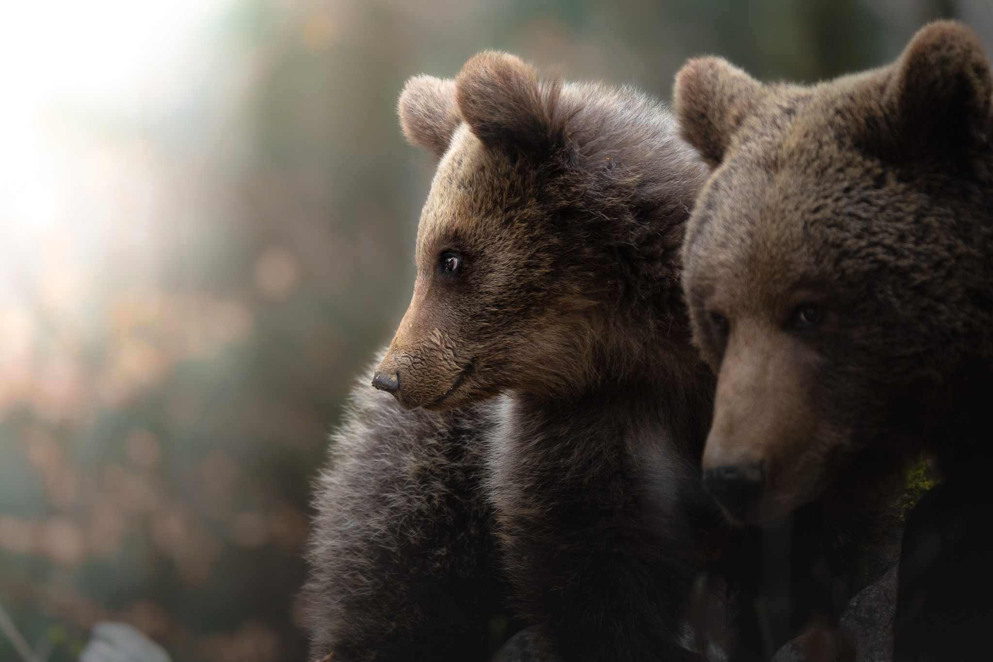 Wildlife in its element — raw nature documented without interference