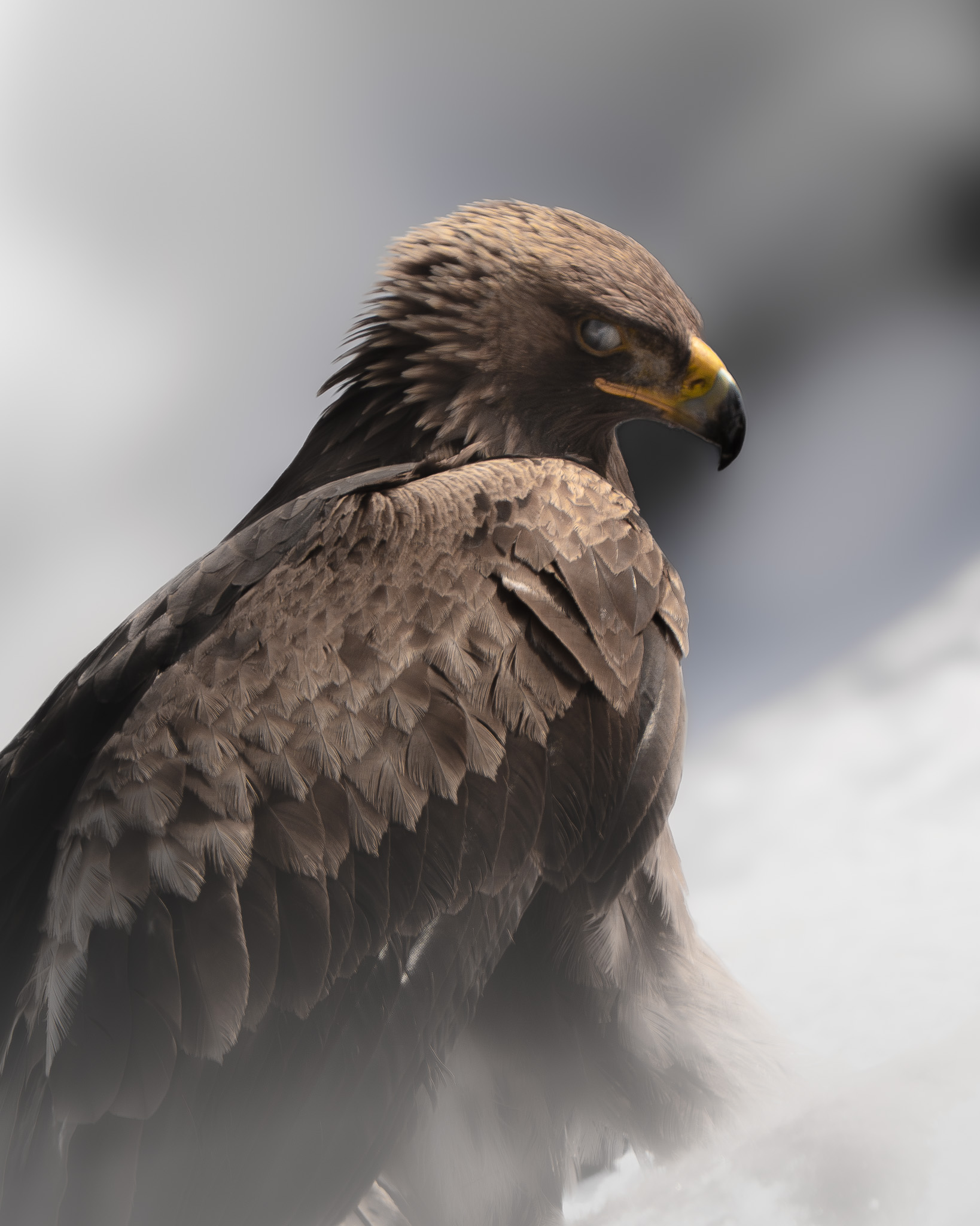 Alpine wildlife in the mountain forests — natural behaviour captured without disturbance