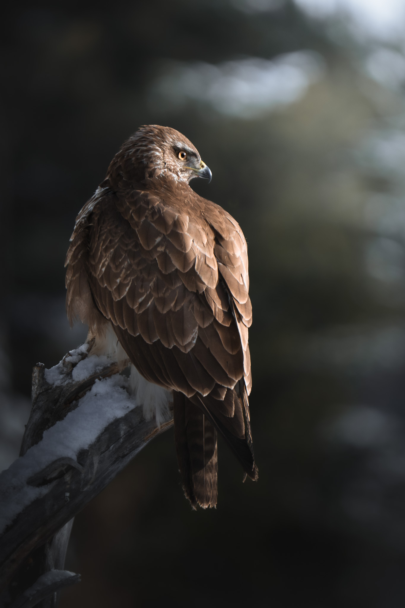 Wildlife portrait — details revealed through patience and fieldcraft