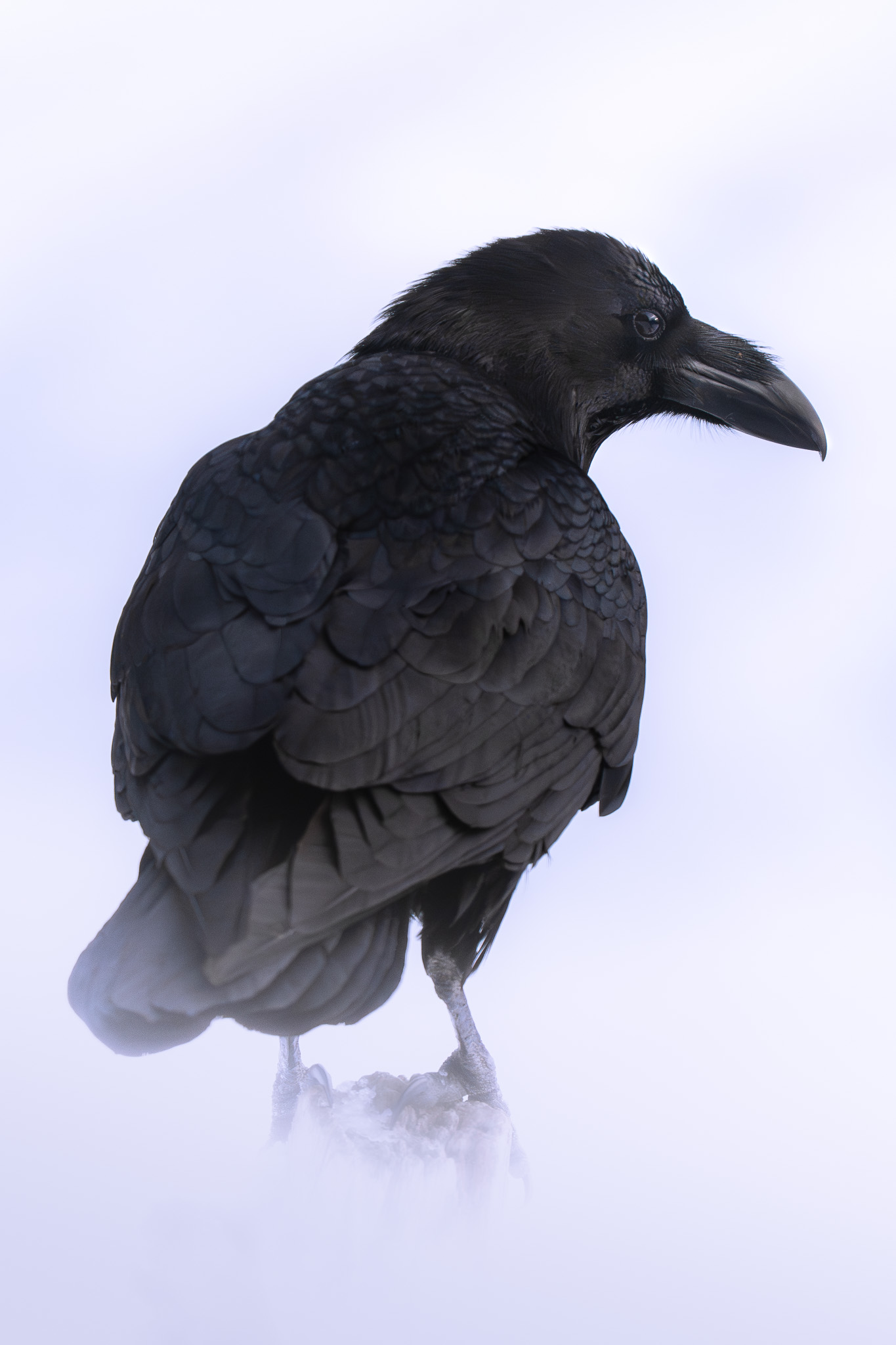Chamois grazing in a wildflower meadow beneath towering peaks