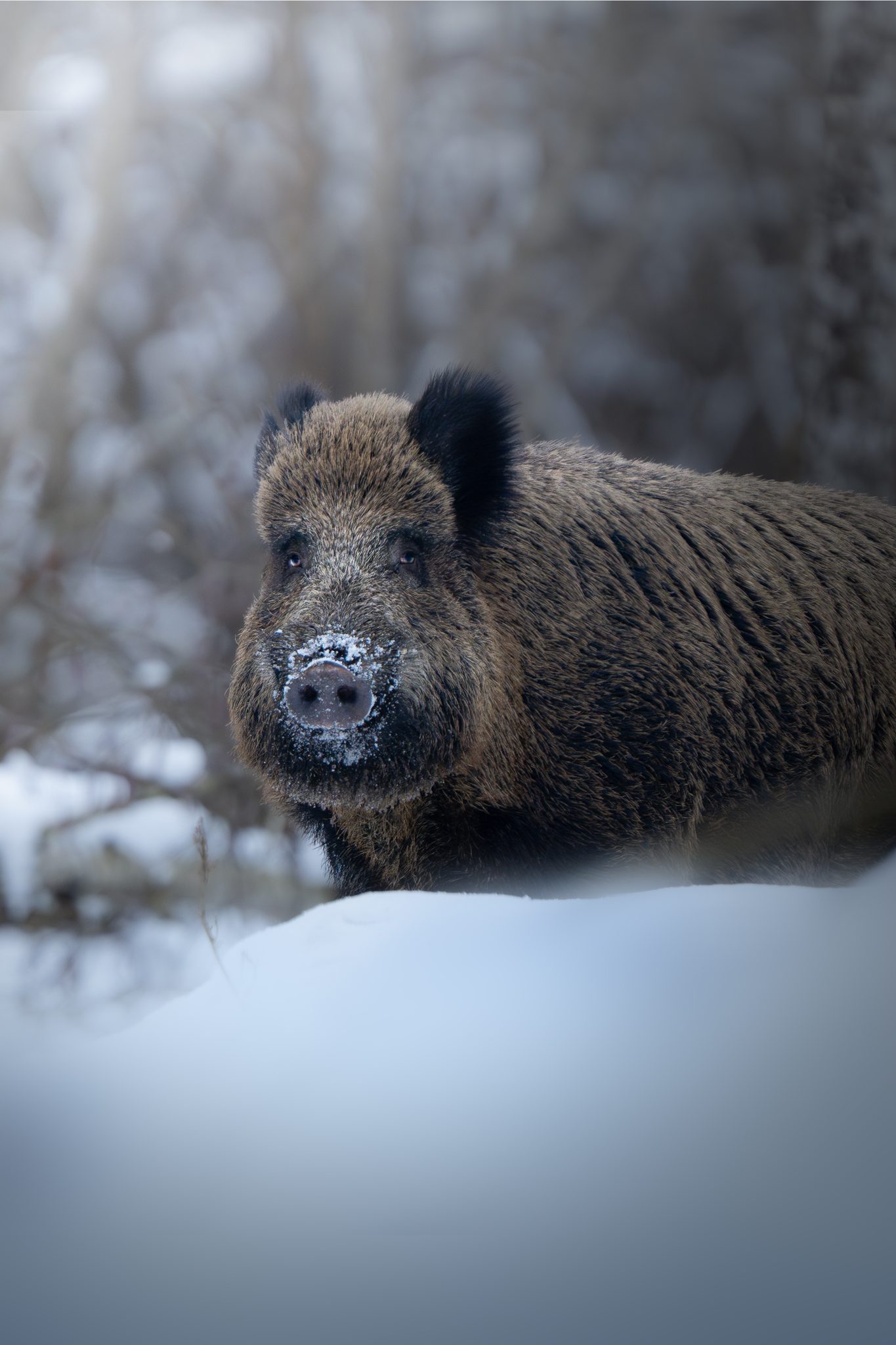 Wildlife portrait — patience and fieldcraft revealing hidden moments