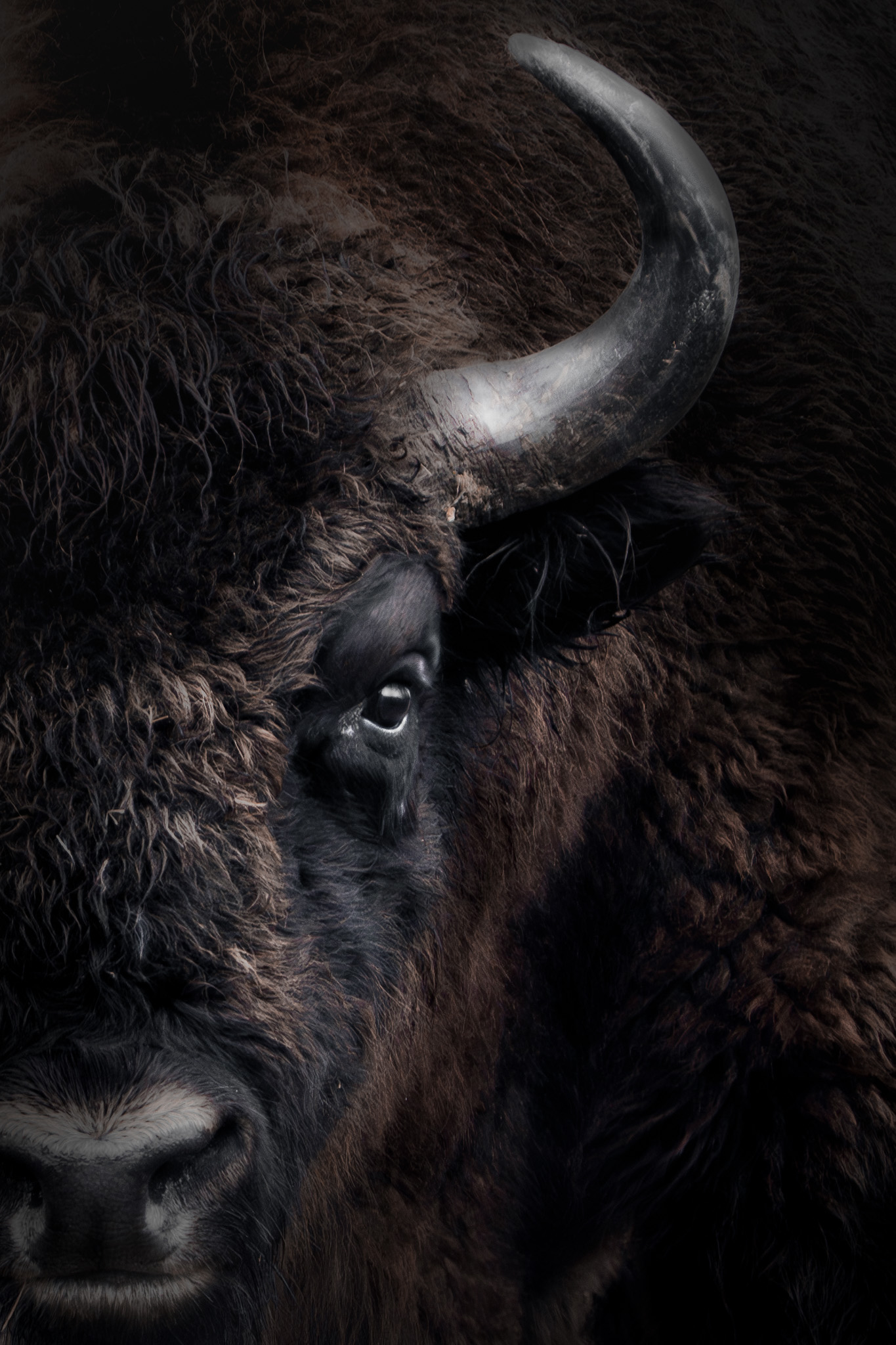 Close-up wildlife portrait at eye level — intimate encounter showing natural detail