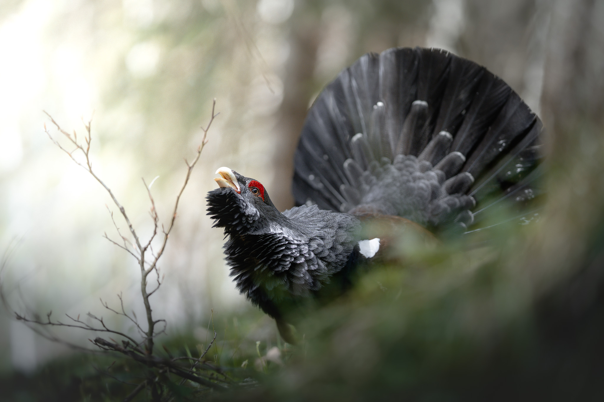 Wildlife in natural light — the quiet moments between action