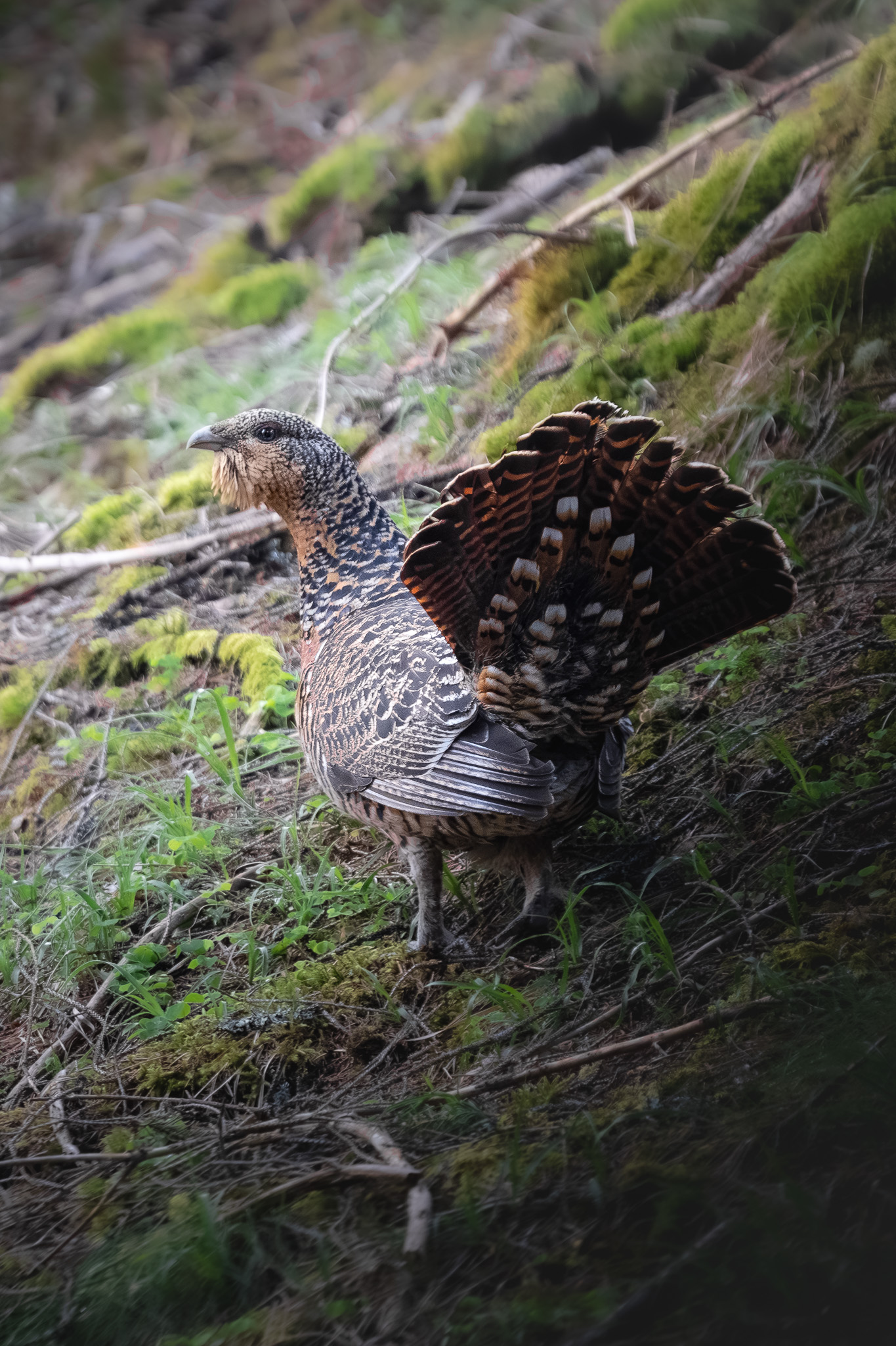 Wildlife in the alpine landscape — the relationship between animal and habitat