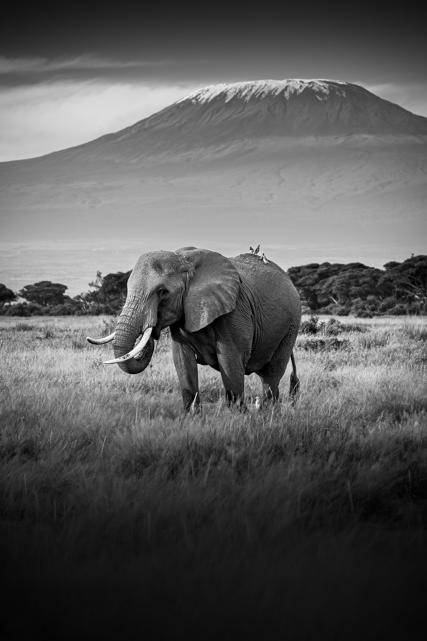 Wildlife photographed without disturbance in its natural habitat