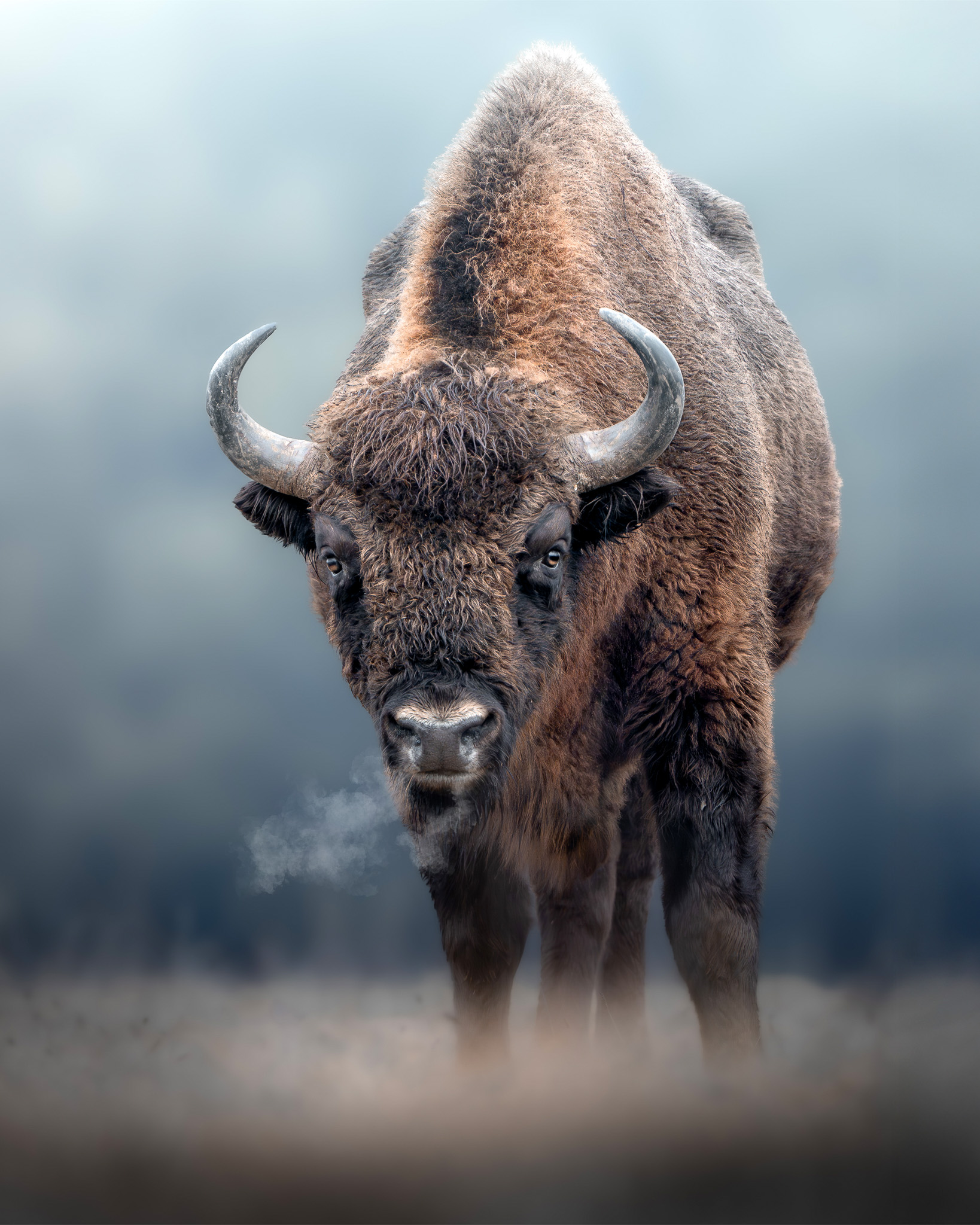 European bison in misty woodland — a symbol of rewilding
